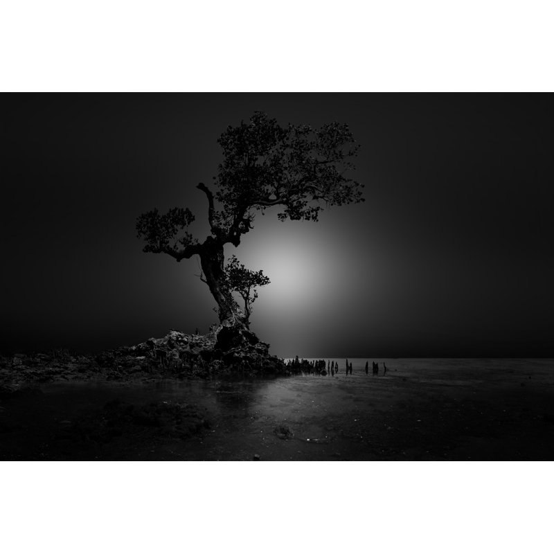 Alone Old Tree - Photographie sur toile tendue, H 32 po x l 48 po