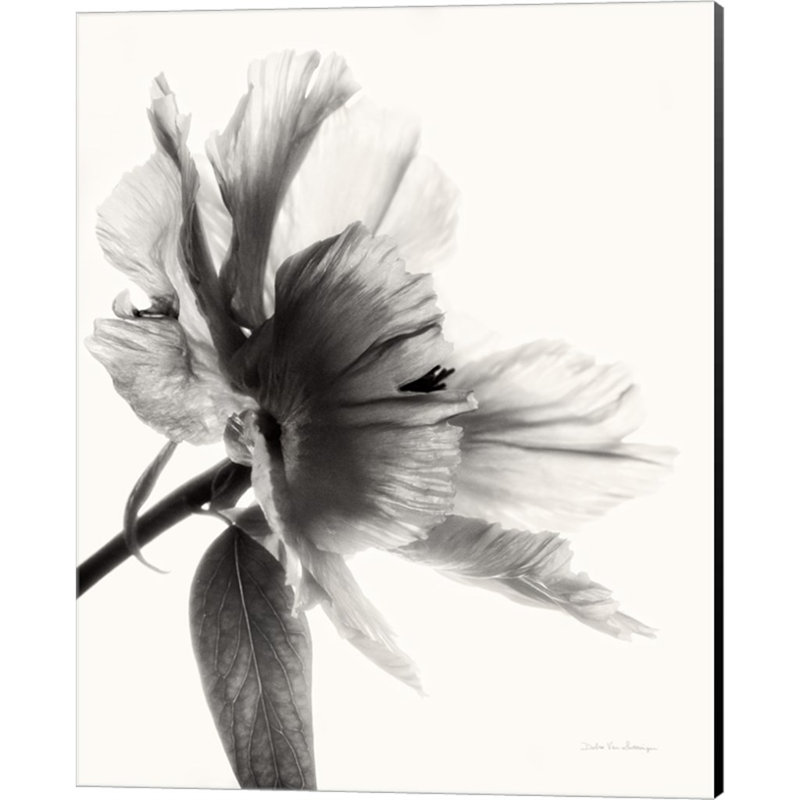 Art mural sur toile, pivoine translucide II par Debra Van Swearingen, H 20 po x l 16 po x P 0,75 po