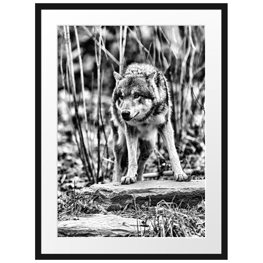 Gerahmtes Poster Lauernder Wolf