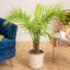 Majesty Palm Tree in Planter