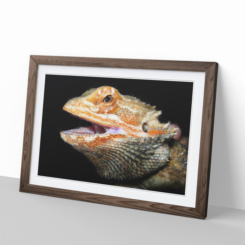 Bearded Dragon Lizard - Picture Frame Photograph, 48cm H x 65cm W x 2cm D, Walnut Framed