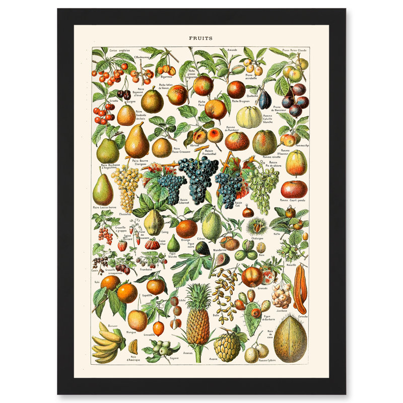 Encyclopedia Fruit Grape Pineapple Nature by Adolphe Philippe Millot - Single Picture Frame Print