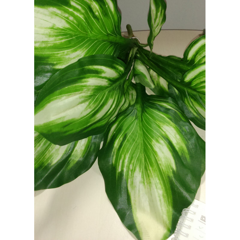 Diffinbachia plante de bureau dans un vase décoratif