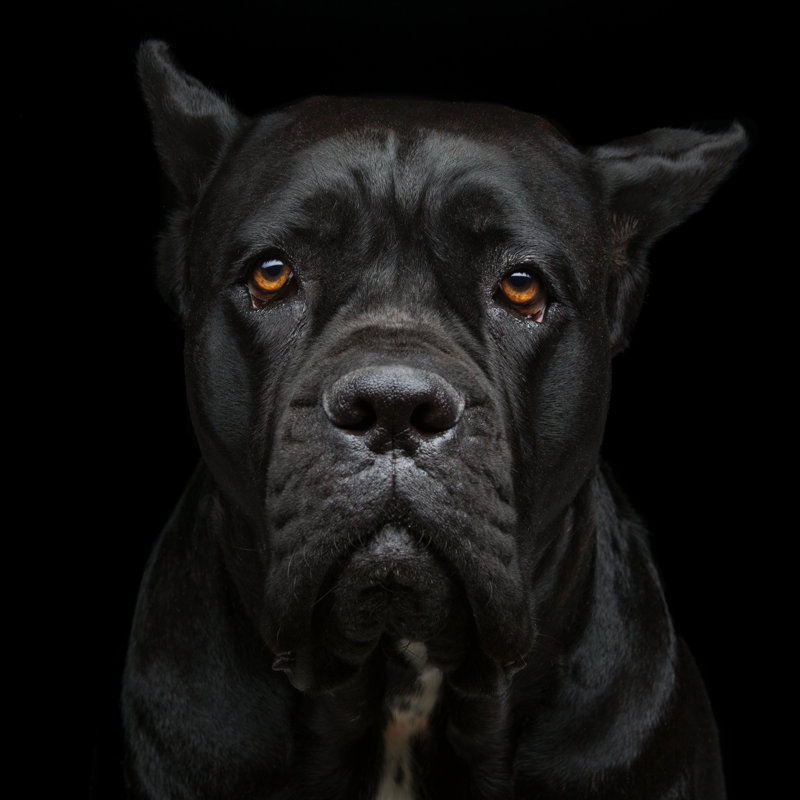 Dog Course by Svetography - Wrapped Canvas Print, 91cm H x 91cm W