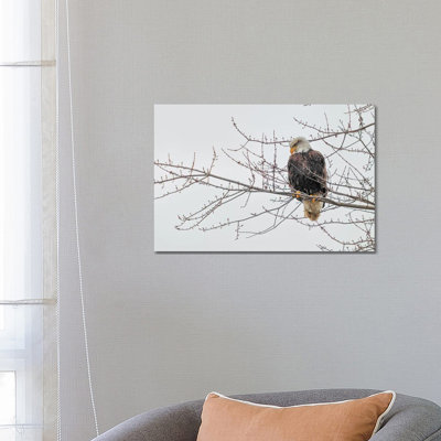 Eagle Perch II by David Gardiner - Wrapped Canvas Print