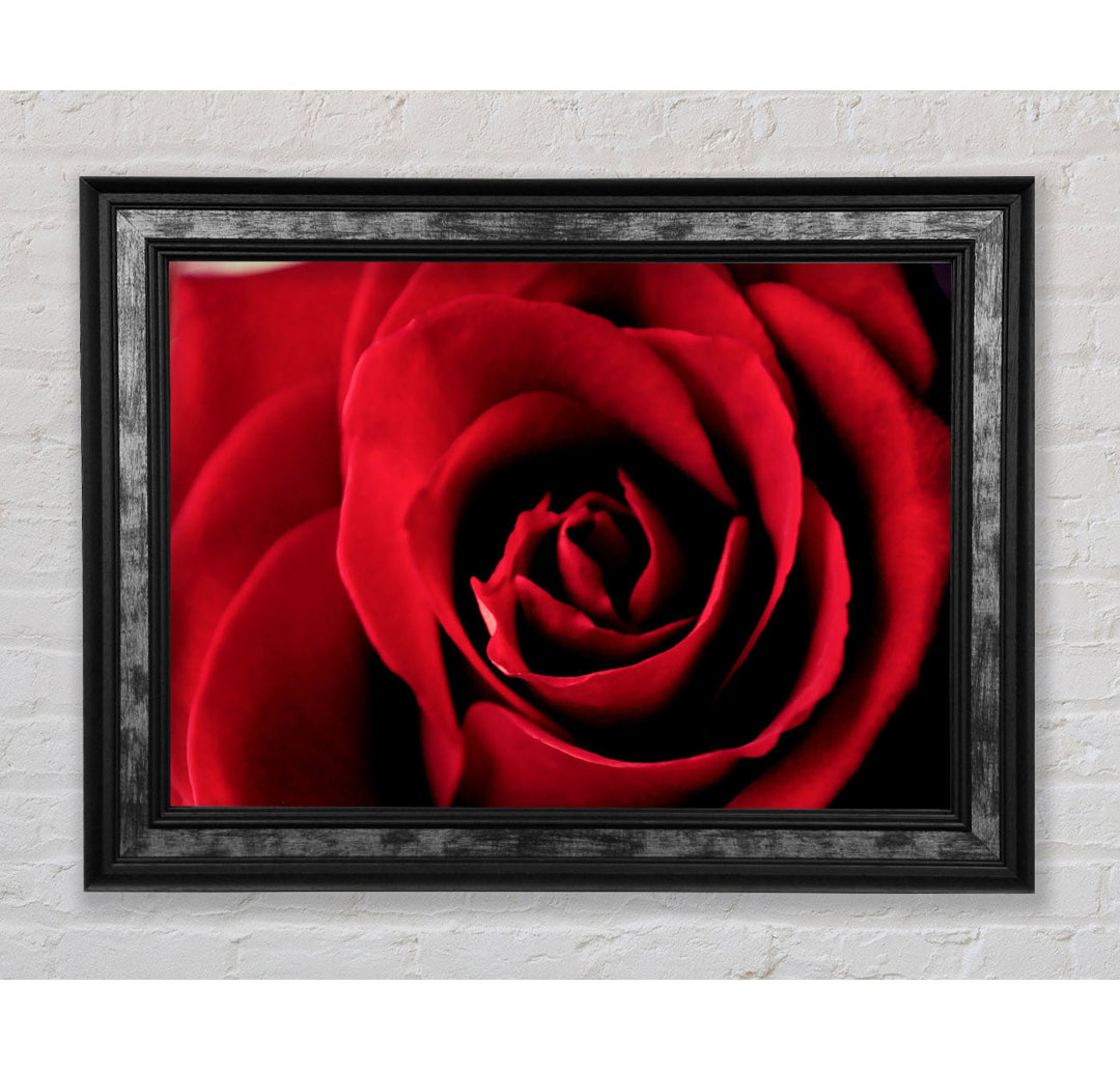 Rose Petal Beauty Red - Einzelner Bilderrahmen Kunstdrucke