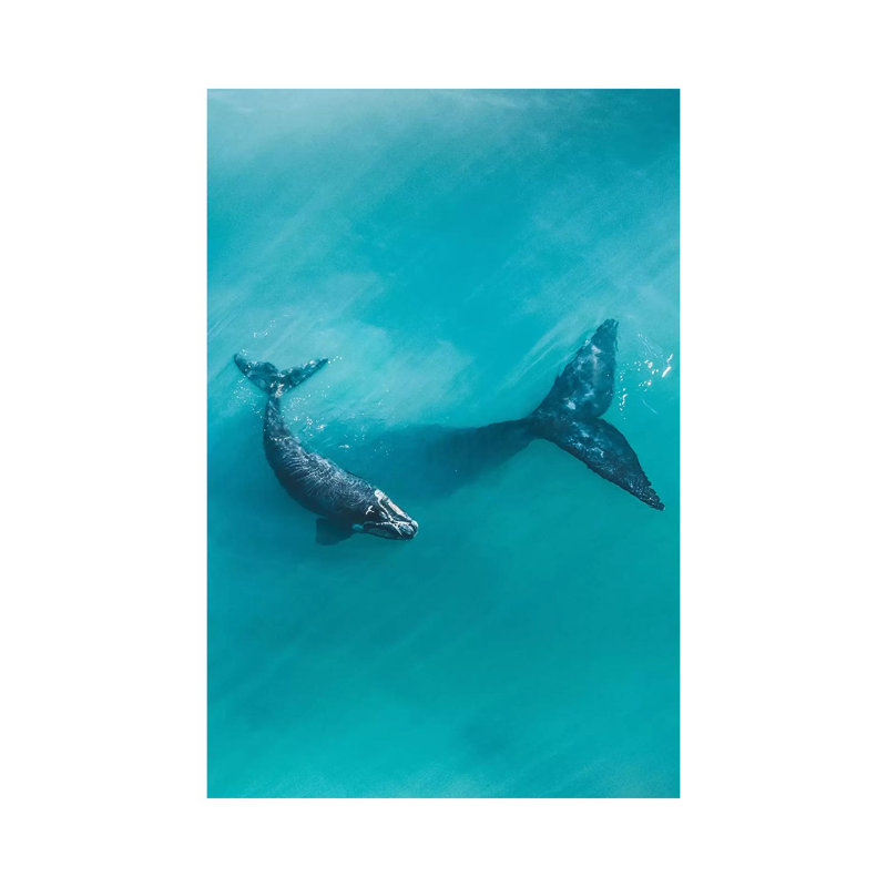 Peaceful Whales II by Jaxon Roberts - Wrapped Canvas Gallery-Wrapped Canvas Giclée, 66.04 cm H x 45.72 cm W
