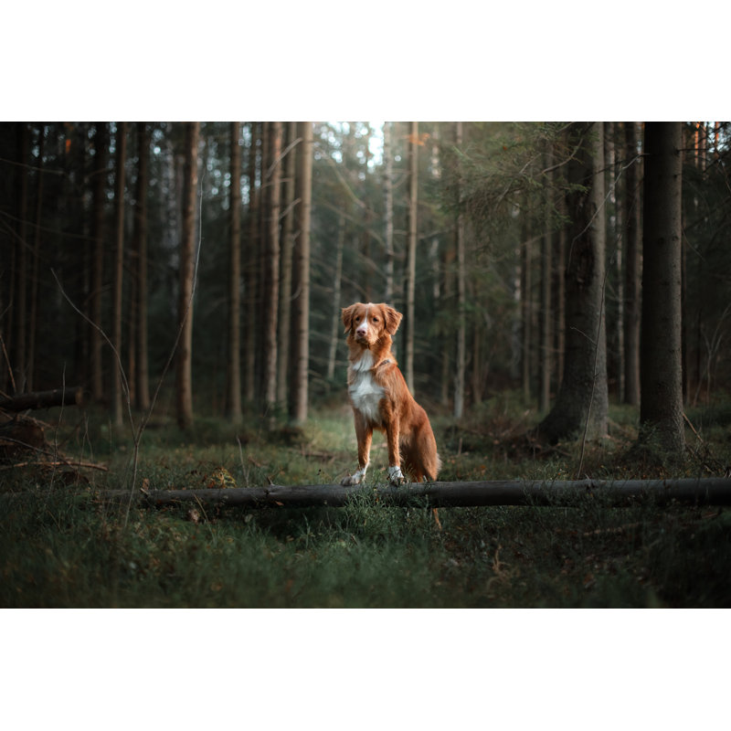 Nova Scotia Duck Tolling Retriever by Anna-av - Wrapped Canvas Print, 30cm H x 46cm W
