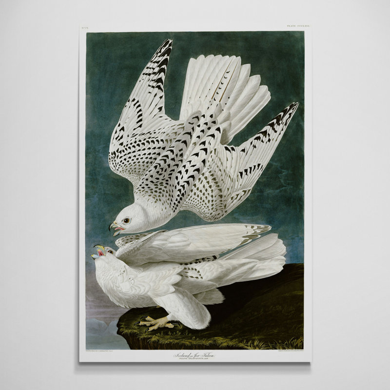 The Gyrfalcon by John James Audubon - Wrapped Canvas Art Prints, 61"H x 41"W x 4"D