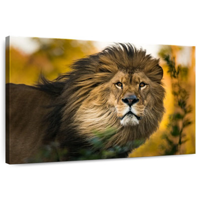 Brampt Lion Head Splendor