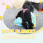 Dog House Accessories New Puppy Starter Training Kit