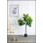Fiddle Fig Leaf Tree, 40 Leaves