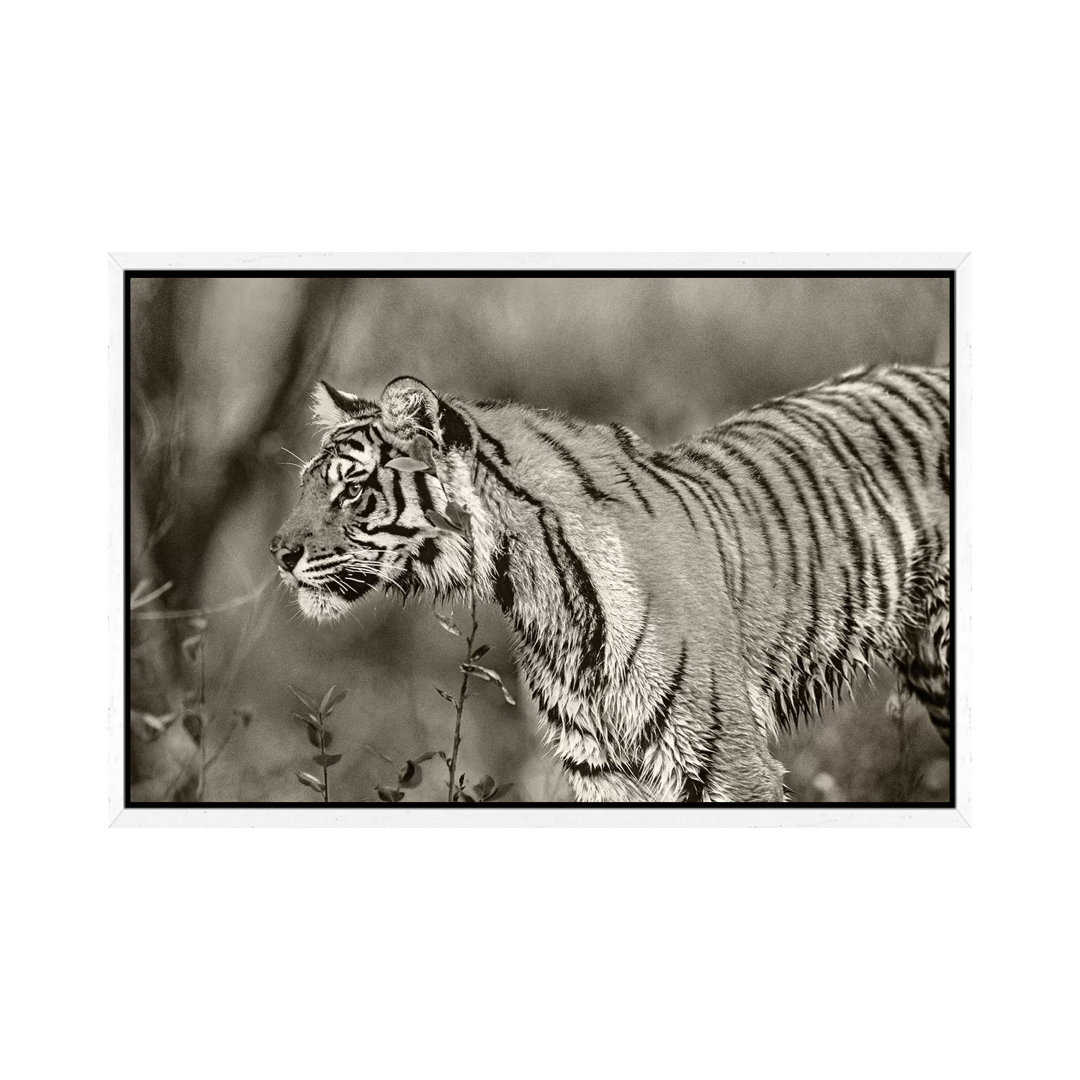 Siberian Tiger Sub-adult, Native To Russia von Tim Fitzharris - Galerie-verpackte Leinwand Giclée auf Leinwand