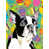 Boston Terrier 1