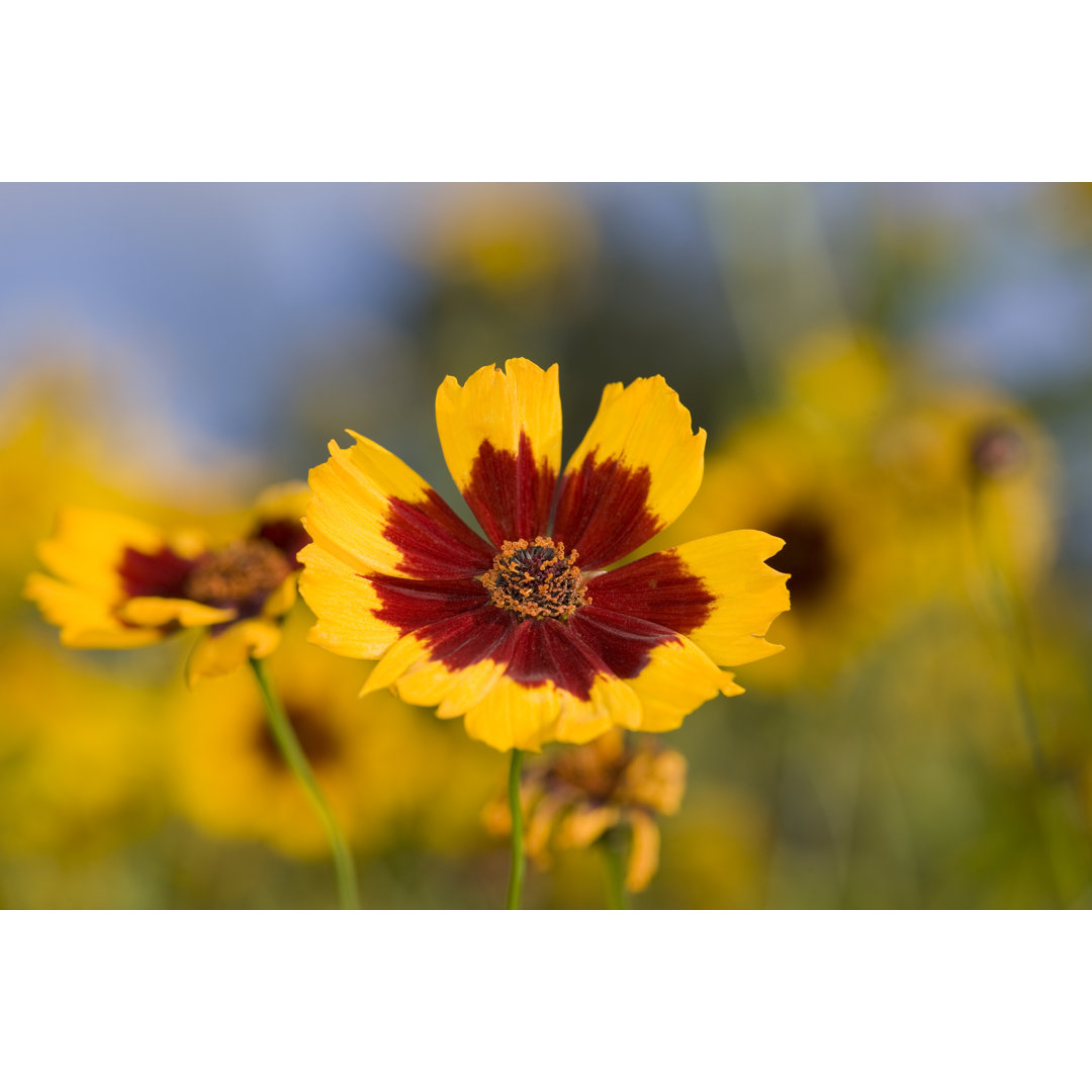 Golden Tickseed von AYImages - Kunstdrucke auf Leinwand ohne Rahmen