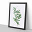 Green Olive Tree by Pierre-Joseph Redoute - Picture Frame Painting Print-55609018-55609019
