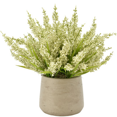 Ferdinand Heather en pot
