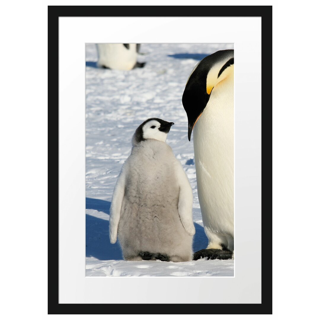 Gerahmtes Poster Kaiserpinguin mit Küken