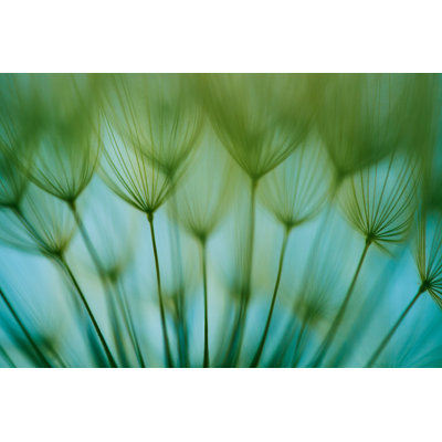 Macro Dandelion Seed - Wrapped Canvas Print