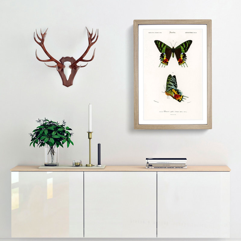 Madagascan Sunset Moth PL. 14 by Charles d Orbigny - Framed Print, 36cm H x 27cm W x 2cm D, Oak Framed