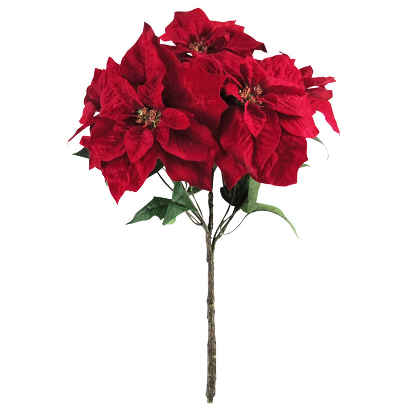Poinsettia