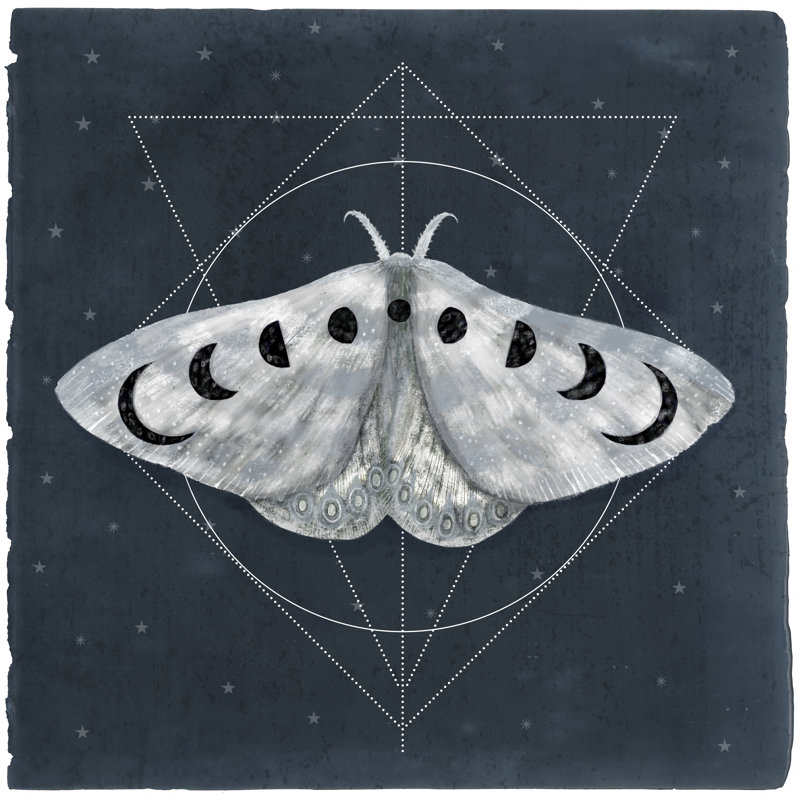 Midnight Moth II, H 36 po x l 36 po