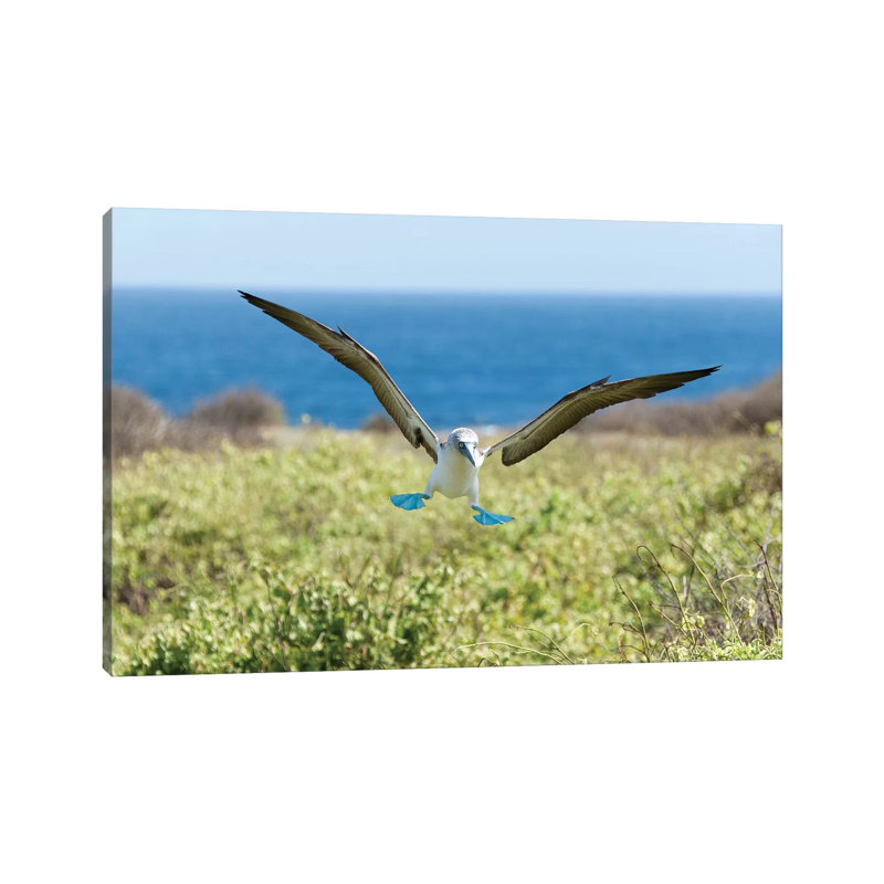 Blue-Footed Booby Landing, Galapagos Islands, Ecuador 1 Piece Wrapped Canvas Wall Art, 30.48 cm H x 45.72 cm W