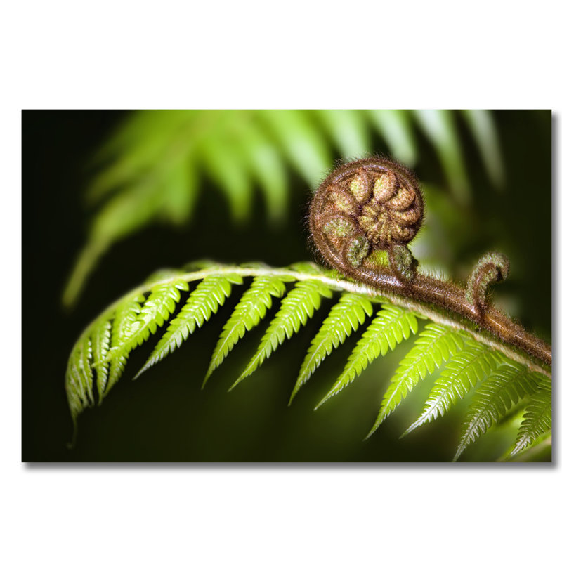Fern Branch! Print, Aluminum, 30" H x 40" W x 1" D