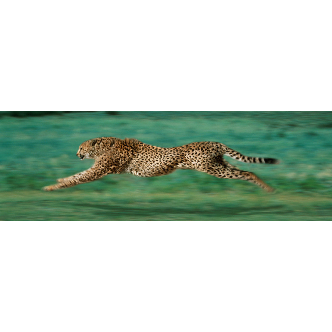 Buy Art for Less Officially Licensed Cheetah Running Wrapped Canvas Wall Art Decor - 36 x 12 Inch Buy Art For Less