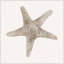 Sea Shell 9 Print-1942752471-1942752474