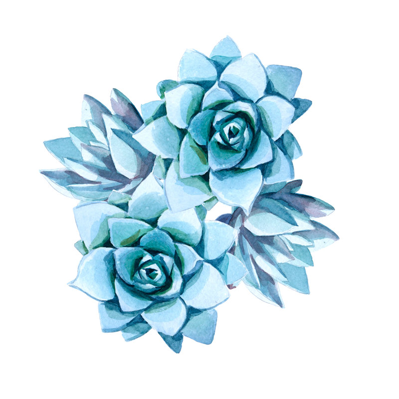 Blue Succulent - Wrapped Canvas Painting, 30cm H x 30cm W x 3.8cm D