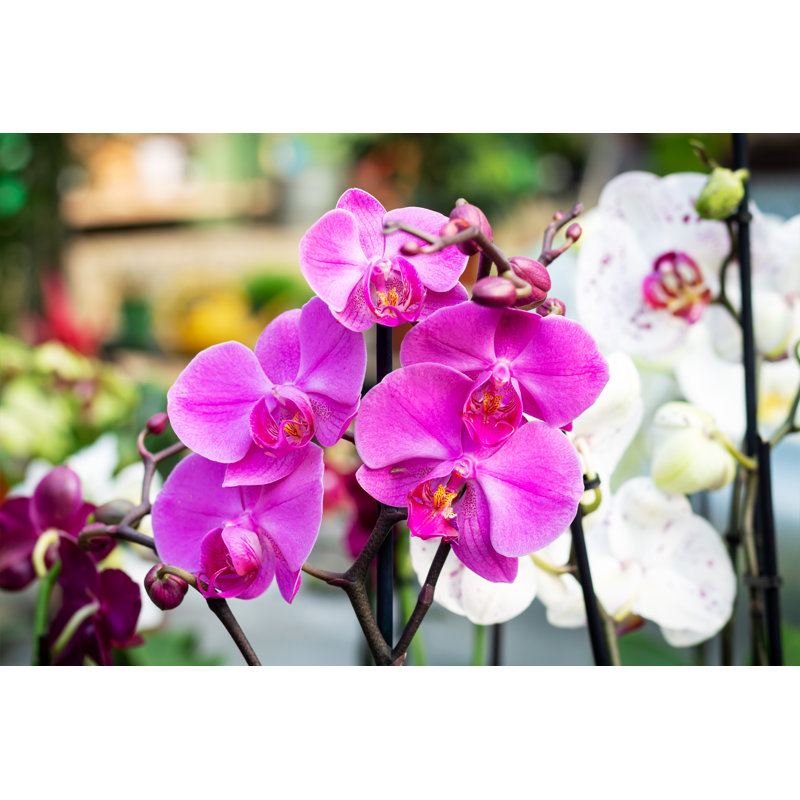 Hydeville Closeup Of Purple Orchid - Wrapped Canvas Print, 61cm H x 91cm W x 3.8cm D