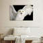 Hibou blanc Brampt-107685922