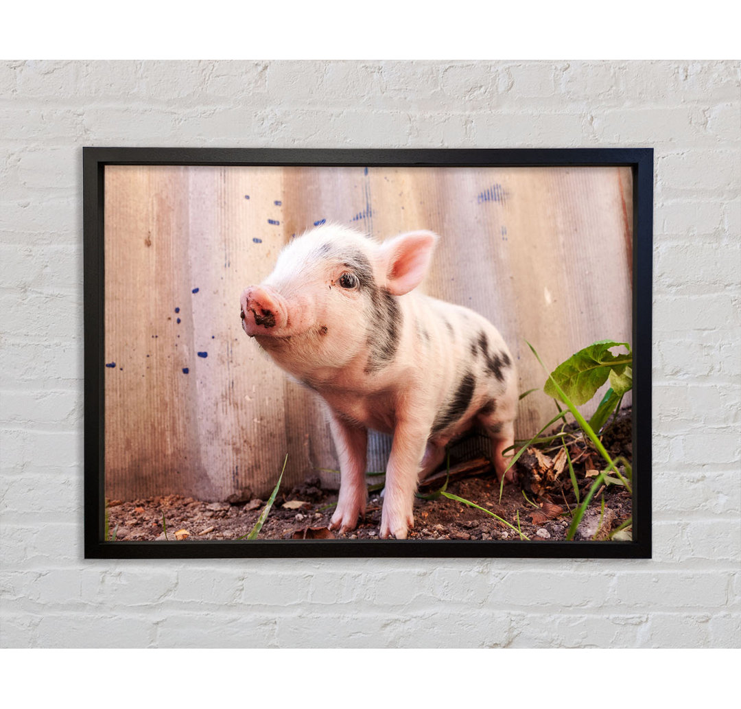 Micro Pig - Einzelner Bilderrahmen Kunstdrucke auf Leinwand