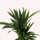American Plant Exchange Live Lipstick Palm Tree, 3-Gallon Nursery Pot ...