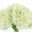 Polysilk Hydrangea Arrangement in Vase-340024521