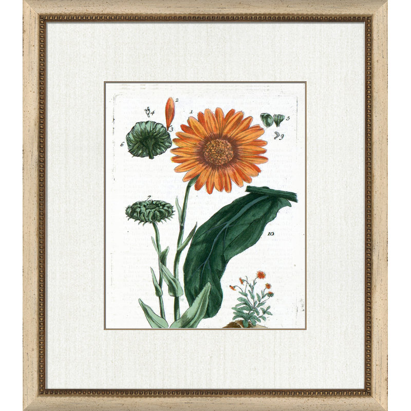 Botanical La Flore V Painting