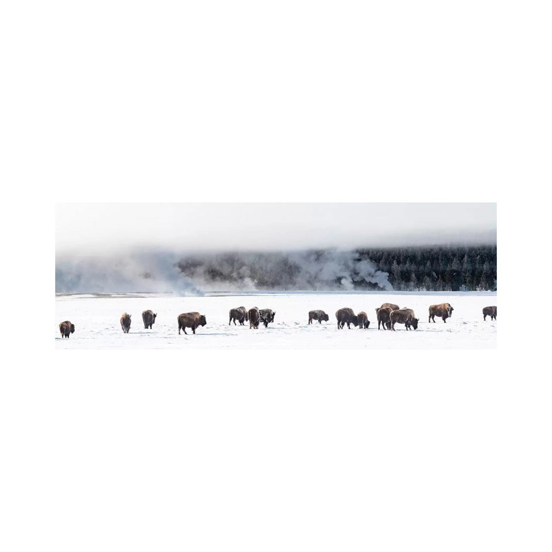 View Of Bison Herd Fountain Flats, Yellowstone National Park, Wyoming, USA - Wrapped Canvas Panoramic Print