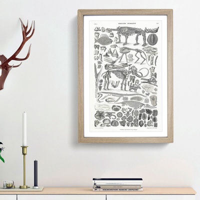 Fossils and Skeletons LXV by Oliver Goldsmith - Picture Frame Drawing Print on MDF