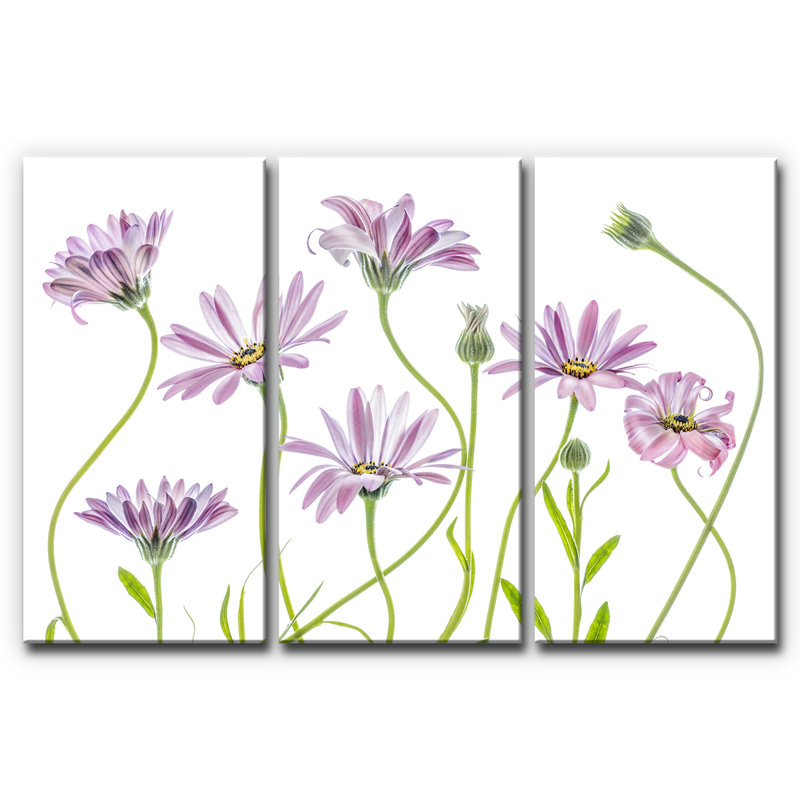 Cape Daisies I - impression sur toile, H 40 po x l 60 po x P 1,5 po