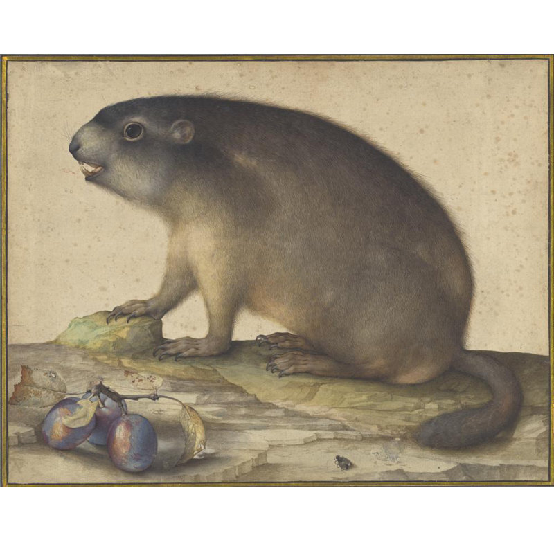 "A Marmot with a Branch of Plums" by  Jacopo Ligozzi - Gallery Wrap Canvas Wall Art, 17" H x 24" W