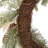 24"D Christmas Flocked Pinecone & Antler Wreath-1493847653