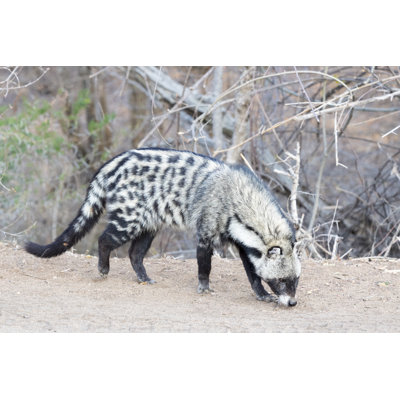 " Afrcican Civet " by Andreanita
