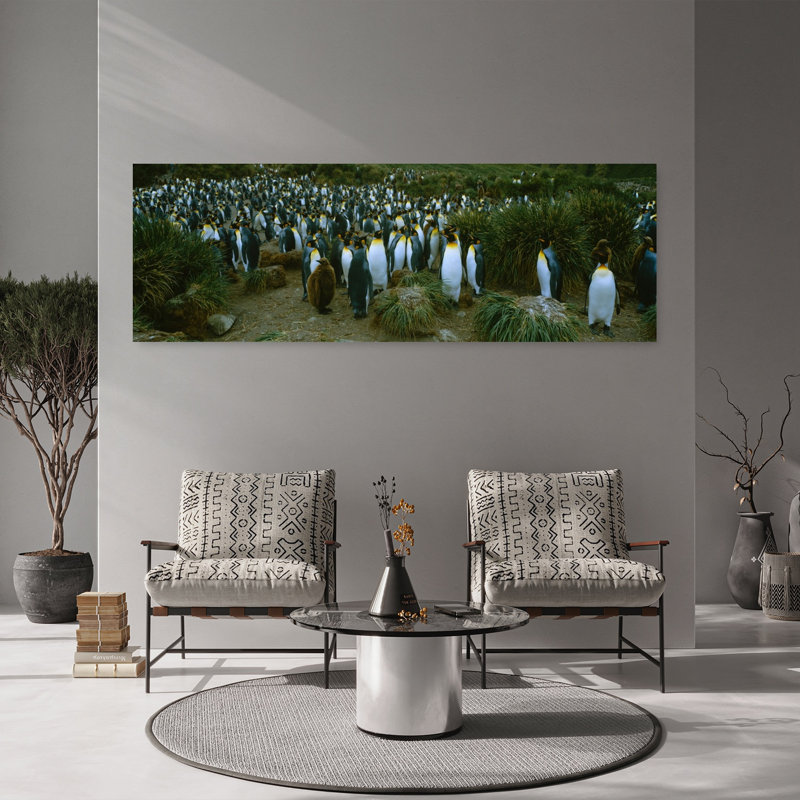 High angle view of a colony of King penguins Royal Bay South Georgia Island Antarctica 1 Piece Wrapped Canvas Panoramic Wall Art