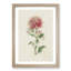 Illustration of Pink Chrysanthemums - Picture Frame Painting Print-55579578-55579579