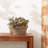 Myler Planter-92785423-73457053