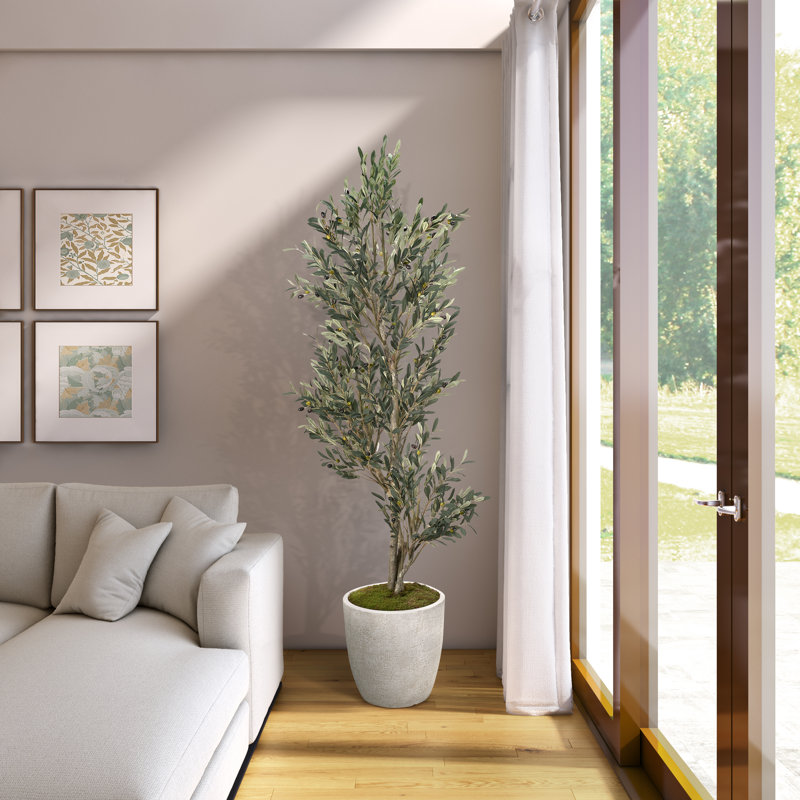 7.5' Olive Tree in White Hudson Planter