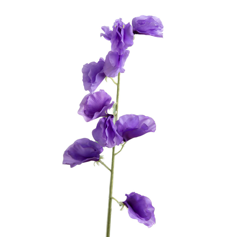 Sweet Pea, Purple