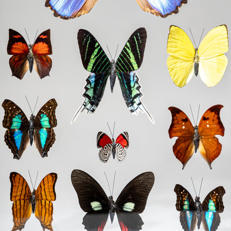 12 Genuine Butterflies In Black Display Frame