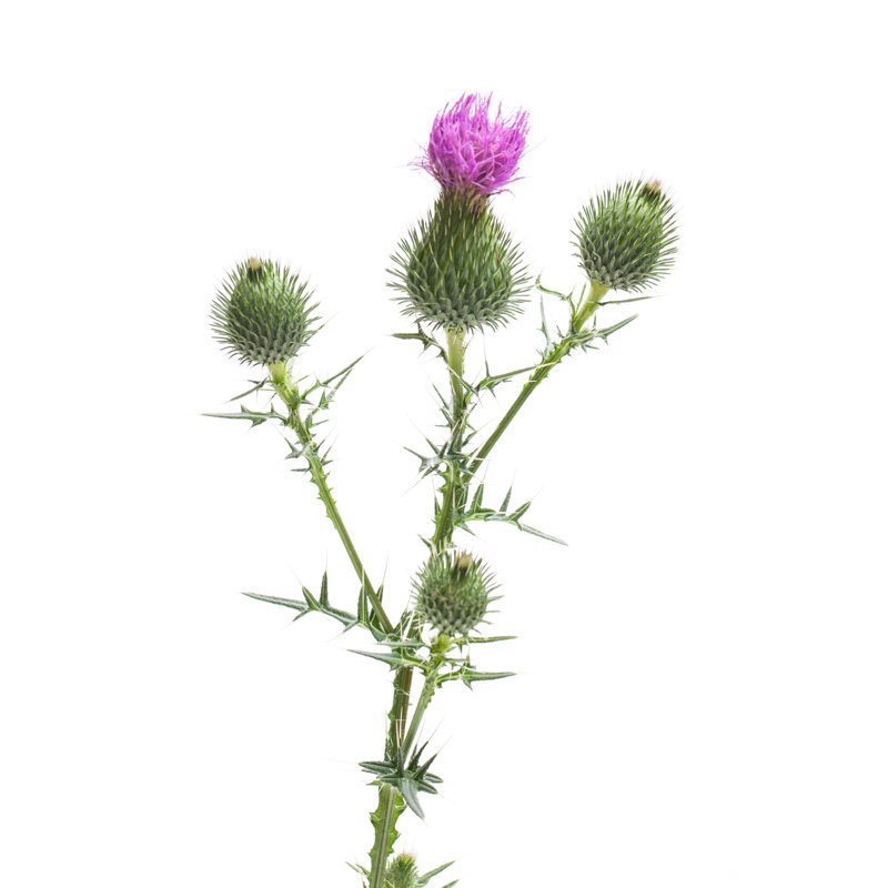 Wegdistel (Carduus Acanthoides) by Unpict - Wrapped Canvas Print, 46cm H x 30cm W